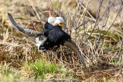 Combattente (Calidris pugnax) - Ruff