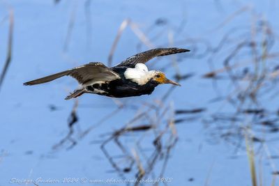 Combattente (Calidris pugnax) - Ruff