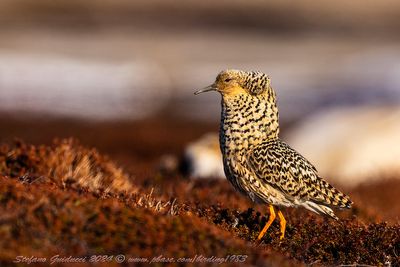 Combattente (Calidris pugnax) - Ruff