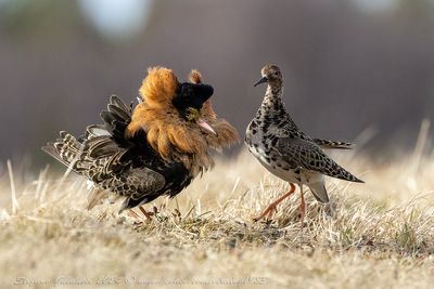 Combattente (Calidris pugnax) - Ruff