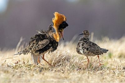 Combattente (Calidris pugnax) - Ruff