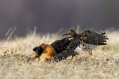Combattente (Calidris pugnax) - Ruff