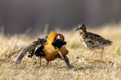 Combattente (Calidris pugnax) - Ruff