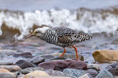 Combattente (Calidris pugnax) - Ruff