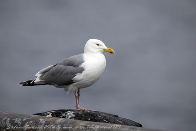 Gabbiano reale nordico (Larus argentatus) - European Herring Gull