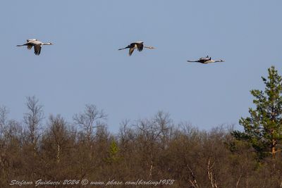 Gru cenerina (Grus grus) - Common Crane