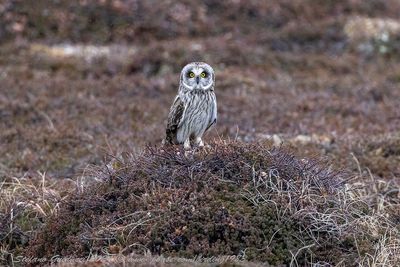 Gufo di palude (Asio flammeus) - Short-eared Owl