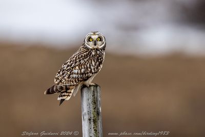 Gufo di palude (Asio flammeus) - Short-eared Owl