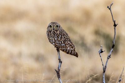 Gufo di palude (Asio flammeus) - Short-eared Owl