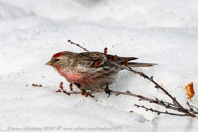 Organetto (Acanthis flammea) - Common Redpoll