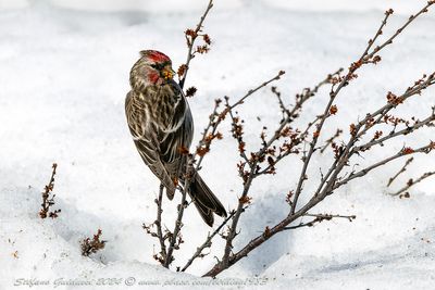 Organetto (Acanthis flammea) - Common Redpoll
