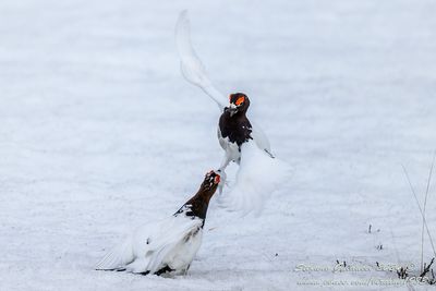 Pernice bianca nordica (Lagopus lagopus) - Willow Ptarmigan