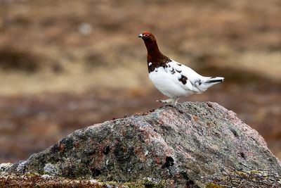 Pernice bianca nordica (Lagopus lagopus) - Willow Ptarmigan