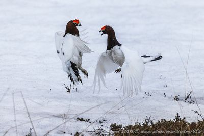 Pernice bianca nordica (Lagopus lagopus) - Willow Ptarmigan