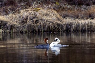 Pesciaiola (Mergellus albellus) - Smew
