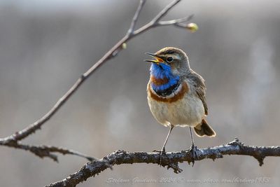 Pettazzurro (Luscinia svecica) - Bluethroat