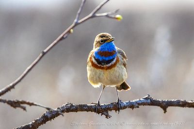 Pettazzurro (Luscinia svecica) - Bluethroat