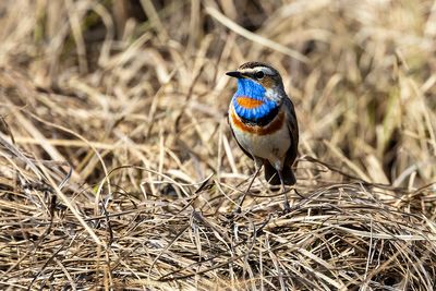 Pettazzurro (Luscinia svecica) - Bluethroat