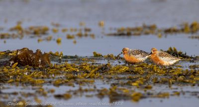 Piovanello maggiore (Calidris canutus) - Red Knot