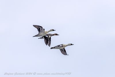 Pesciaiola (Mergellus albellus) - Smew