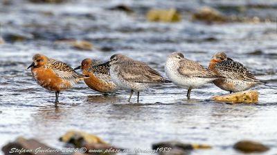 Piovanello maggiore (Calidris canutus) - Red Knot