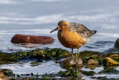Piovanello maggiore (Calidris canutus) - Red Knot