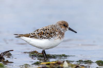Piovanello tridattilo (Calidris alba) - Sanderling