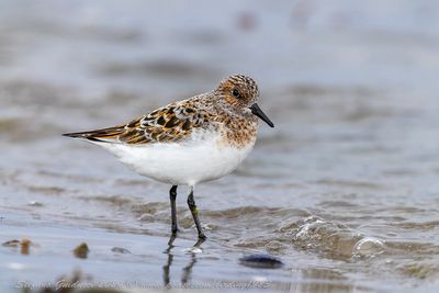 Piovanello tridattilo (Calidris alba) - Sanderling