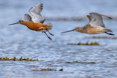 Pittima minore (Limosa lapponica) - Bar-tailed Godwit