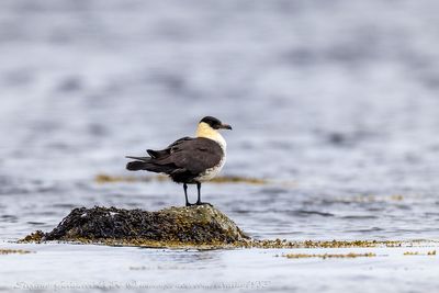 Stercorario mezzano (Stercorarius pomarinus) - Pomarine Jaeger