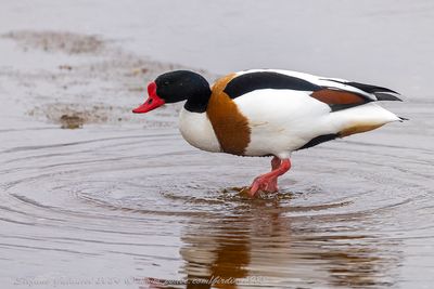 Volpoca (Tadorna tadorna) - Common Shelduck