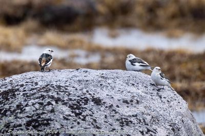 Zigoli delle nevi (Plectrophenax nivalis) - Snow Bunting