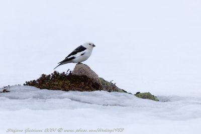 Zigolo delle nevi (Plectrophenax nivalis) - Snow Bunting