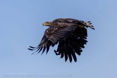 Aquila di mare (Haliaeetus albicilla) - White-tailed Eagle