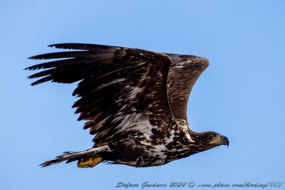 Aquila di mare (Haliaeetus albicilla) - White-tailed Eagle