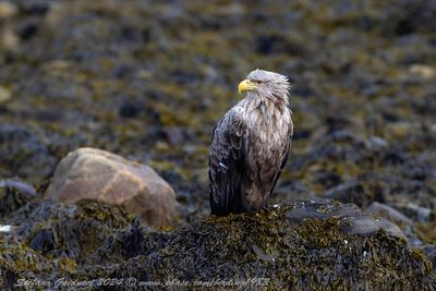 Aquila di mare (Haliaeetus albicilla) - White-tailed Eagle