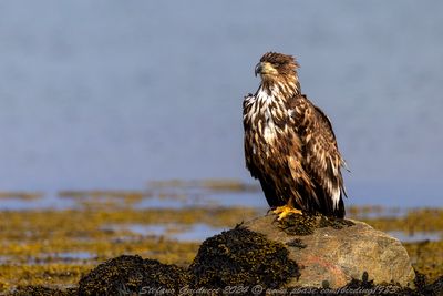 Aquila di mare (Haliaeetus albicilla) - White-tailed Eagle