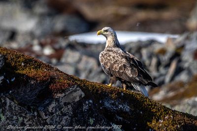 Aquila di mare (Haliaeetus albicilla) - White-tailed Eagle