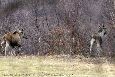 Alce (Alces alces) - Moose