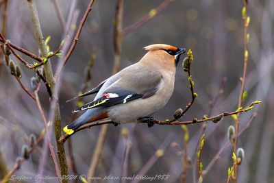Beccofrusone (Bombycilla garrulus) - Bohemian Waxwing