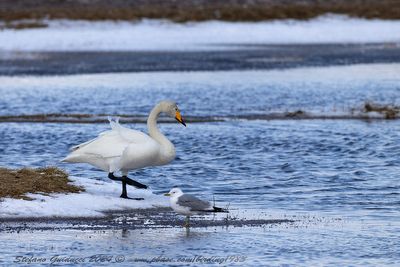 Cigno selvatico (Cygnus cygnus) - Whooper Swan