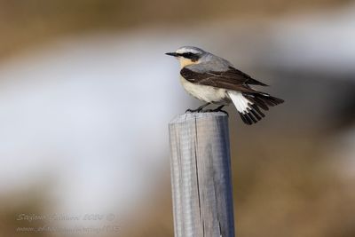 Culbianco (Oenanthe oenanthe) - Northern Wheatea