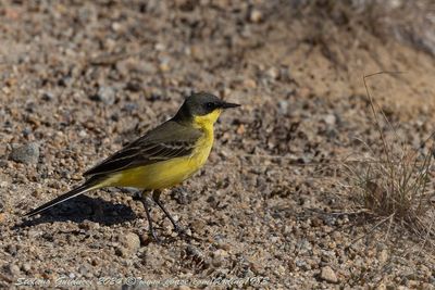 Cutrettola (Motacilla flava) - Western Yellow Wagtail