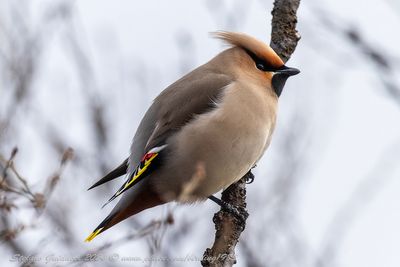Beccofrusone (Bombycilla garrulus) - Bohemian Waxwing