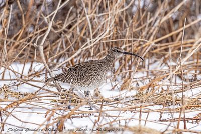 Chiurlo piccolo (Numenius phaeopus) - Whimbrel
