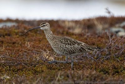 Chiurlo piccolo (Numenius phaeopus) - Whimbrel