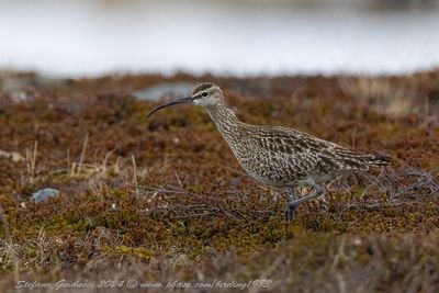 Chiurlo piccolo (Numenius phaeopus) - Whimbrel
