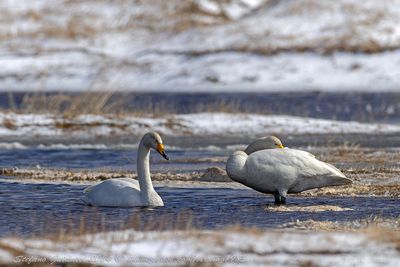 Cigno selvatico (Cygnus cygnus) - Whooper Swan