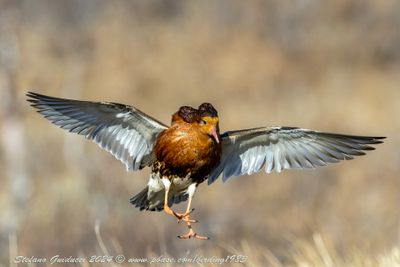 Combattente (Calidris pugnax) - Ruff
