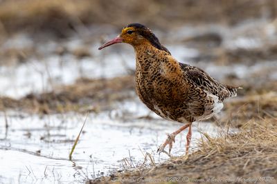 Combattente (Calidris pugnax) - Ruff